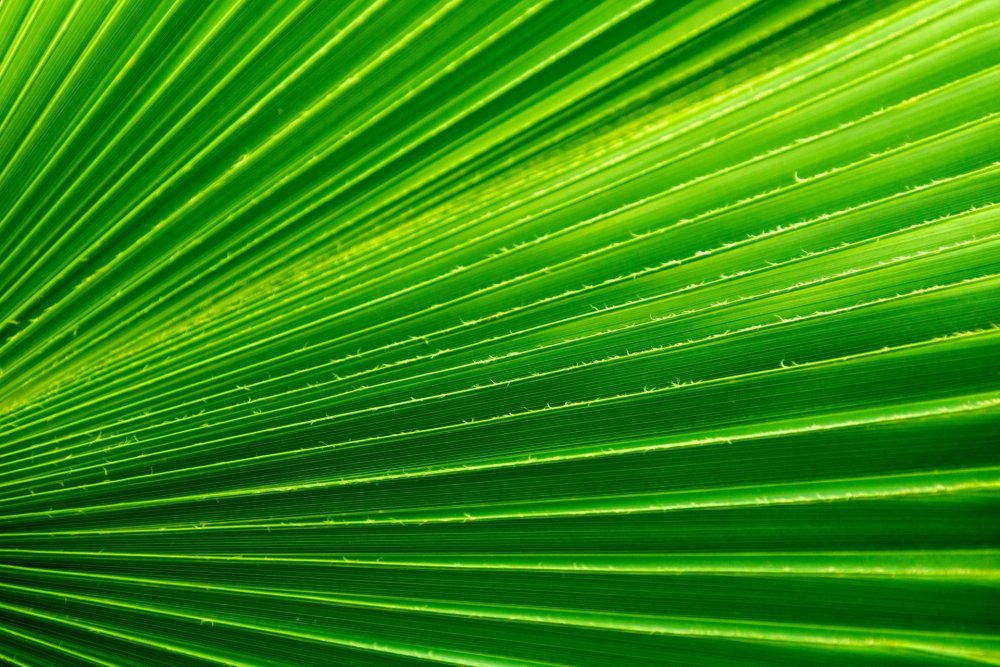 Листья пальмы текстура