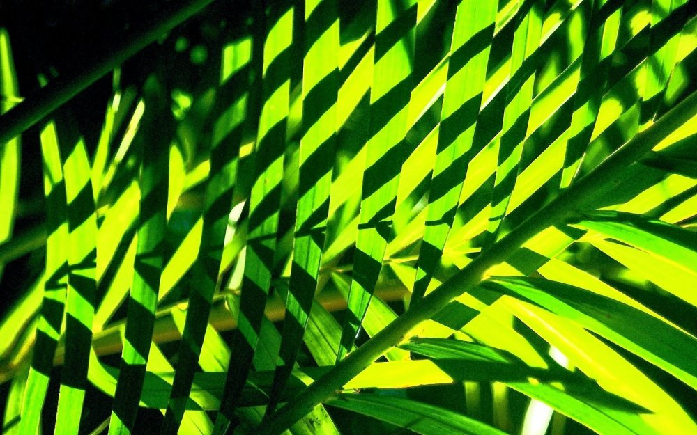 Листья красивые зеленые тропические