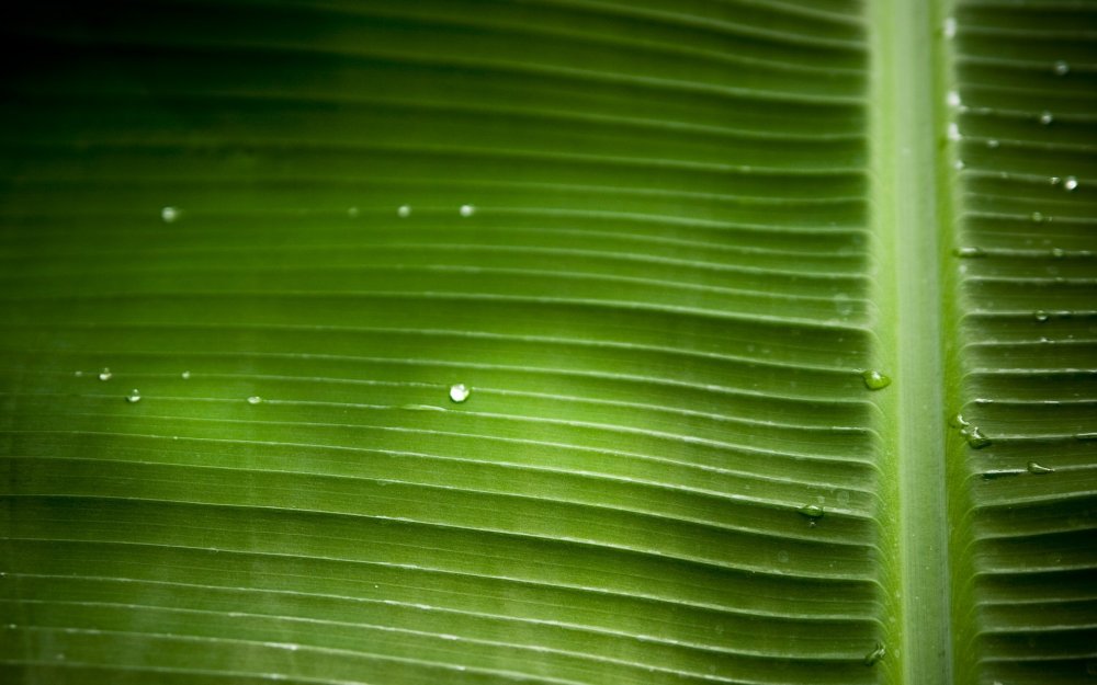 Зеленый лист макро