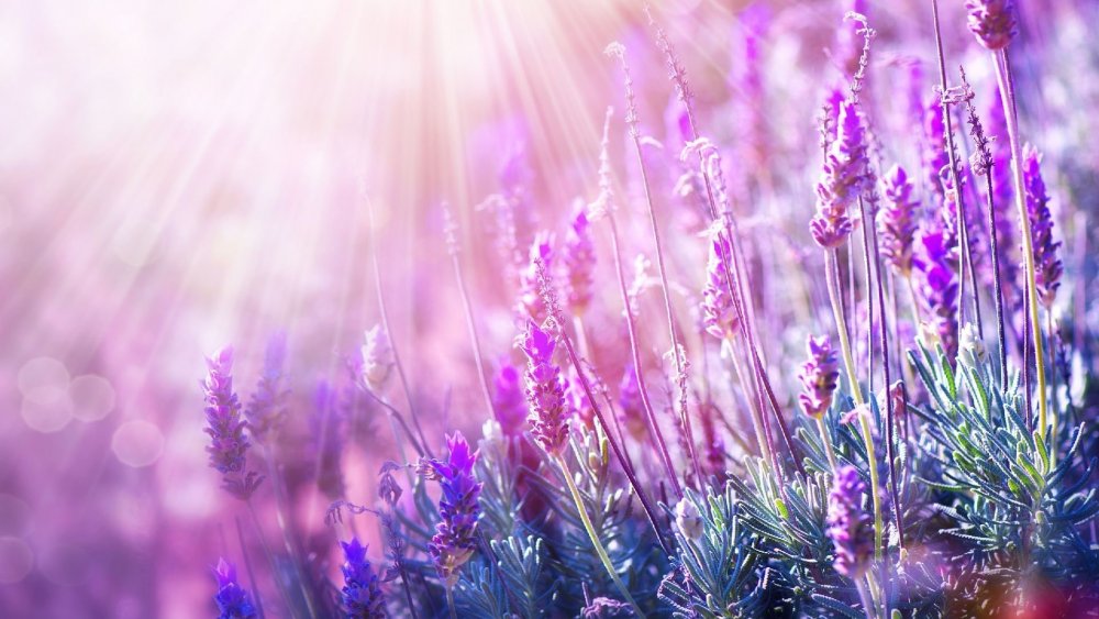 Нежные фиолетовые цветы полевые