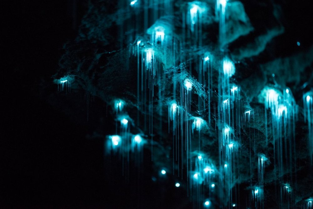 Светлячков Arachnocampa luminosa шелковые сети