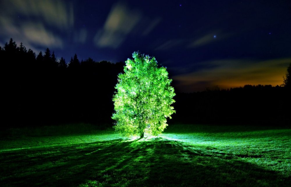 Биолюминесцентные деревья