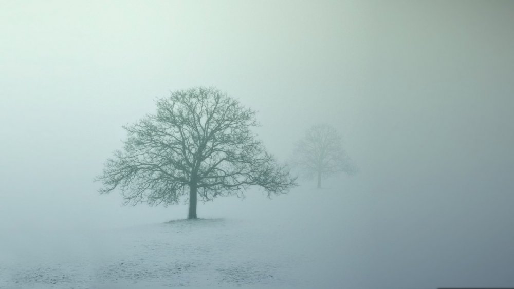 Фотообои деревья в тумане