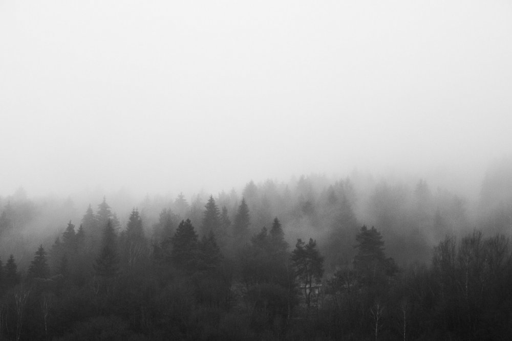 Лес в тумане черно белый