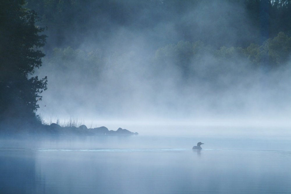 Густой туман над озером