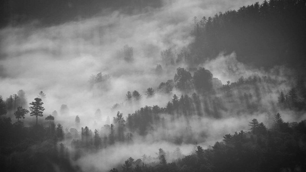Лес в тумане черно белый