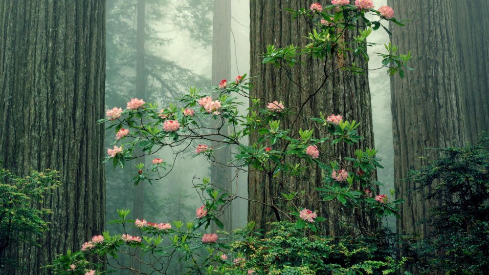 Дикая роза в лесу