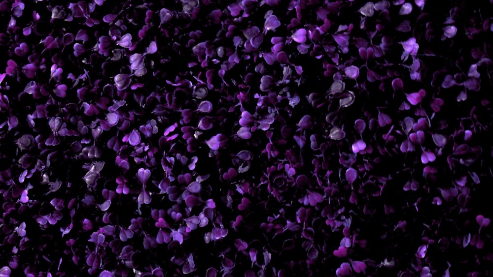 Фотообои фиолетовые