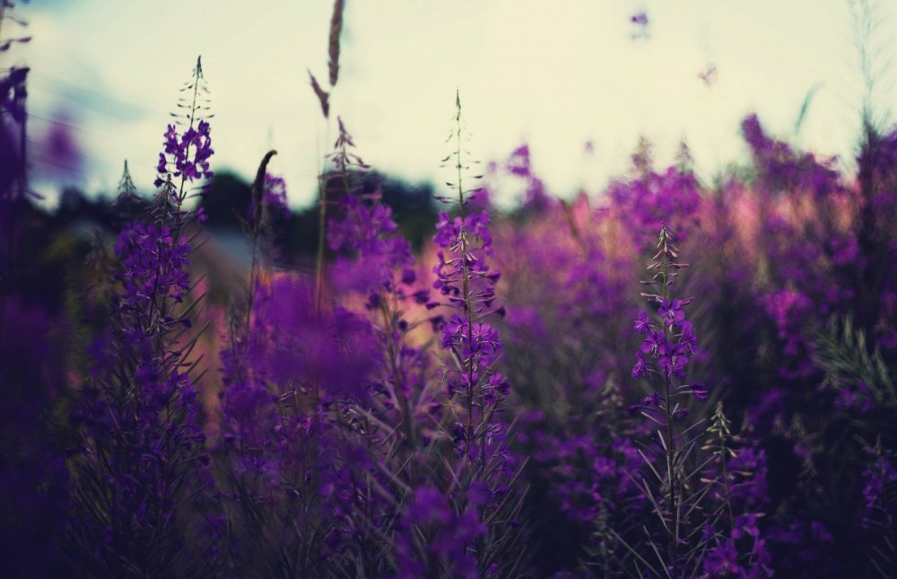 Фиолетовый пейзаж