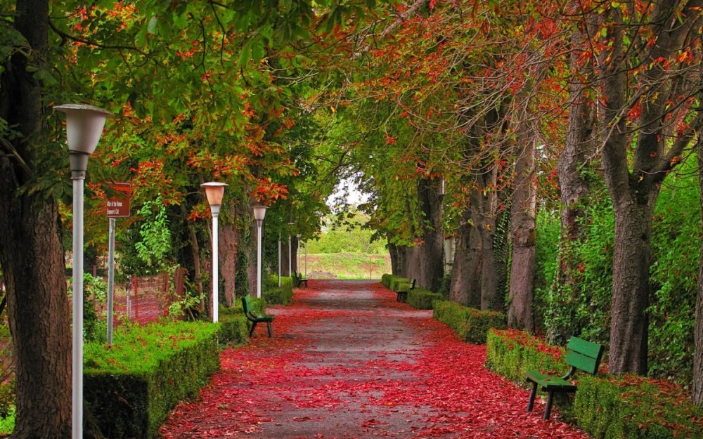 Осень Кленовая аллея сад