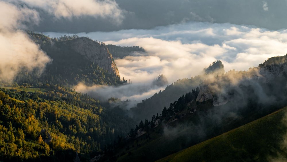 Лес туман горы Швейцария