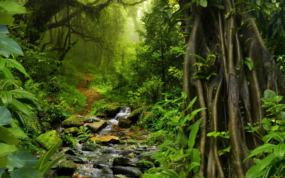 Тропический лес Тайланда