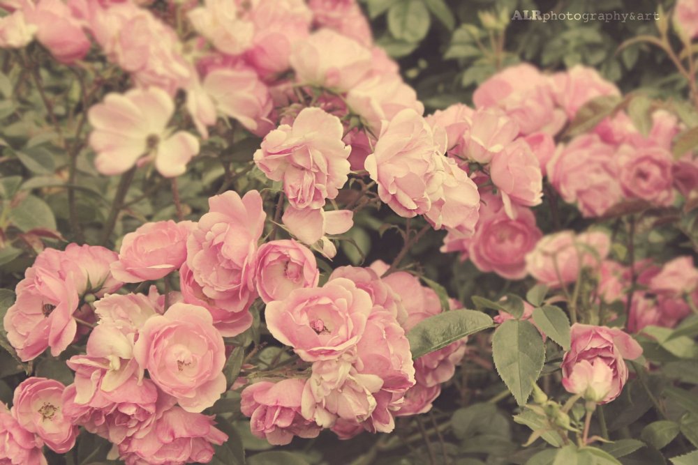 Розовые розы Эстетика
