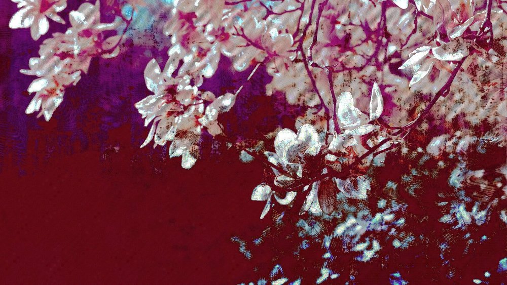 Эстетика цветов Сакуры