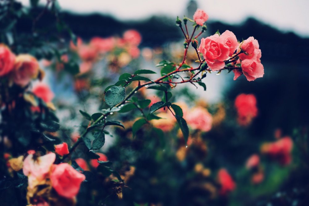 Кустовые розы в природе