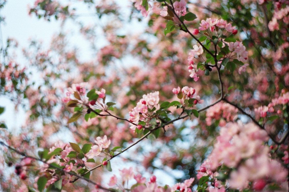 Кустарник Цветущий розовыми цветами весной