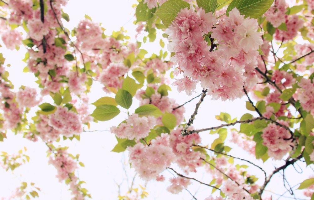 Весна в розовых тонах