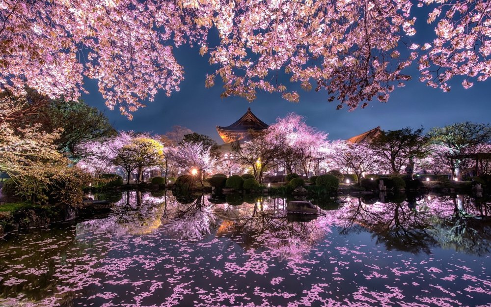 Цветение Сакуры в Японии сады
