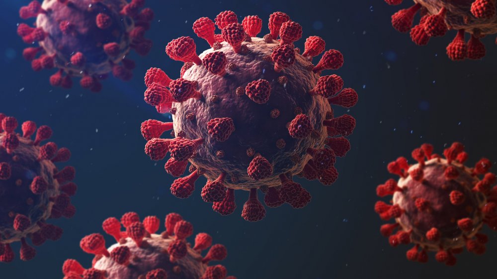 Т-клетки иммунной системы коронавирус