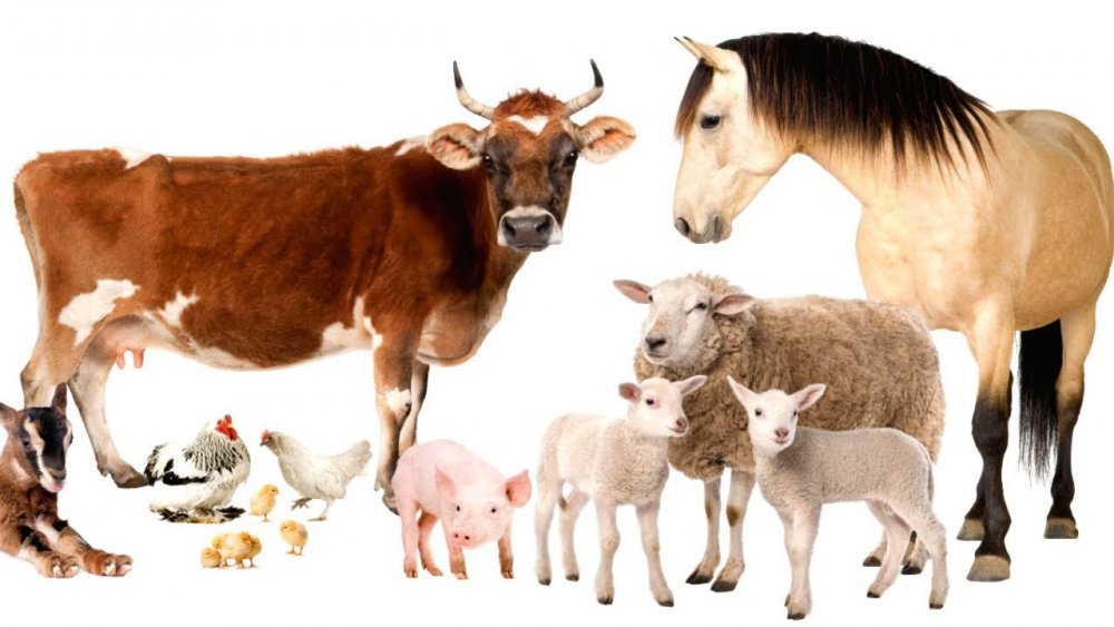 Сельскохозяйственные животные на белом фоне