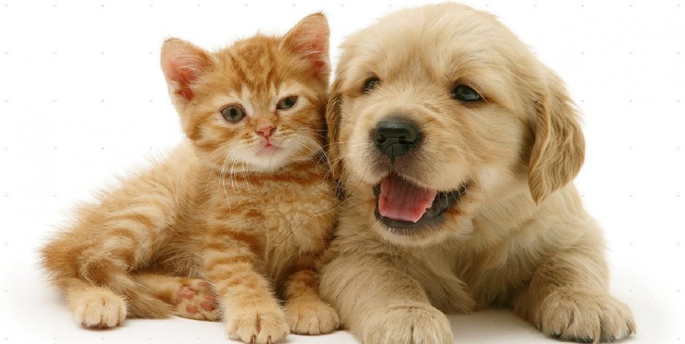 Симпатичные котята и щенки