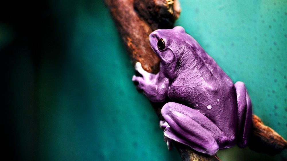 Фиолетовая жаба