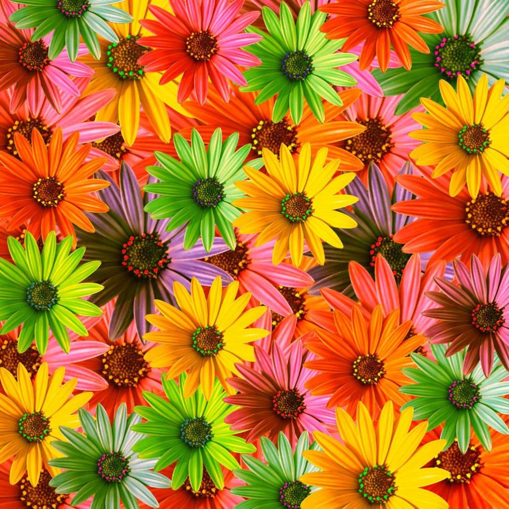 Яркие пестрые цветы