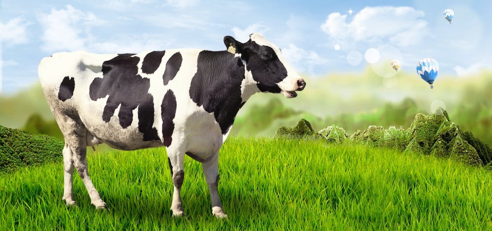 Зеленая трава с коровой
