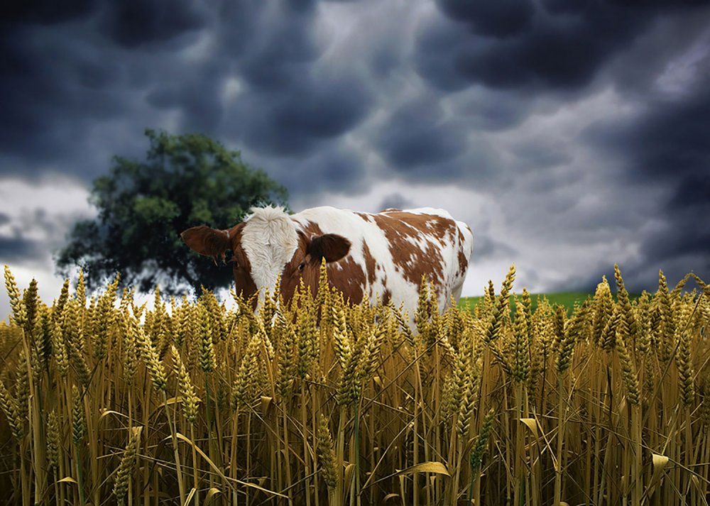 Одинокие коровы на полях
