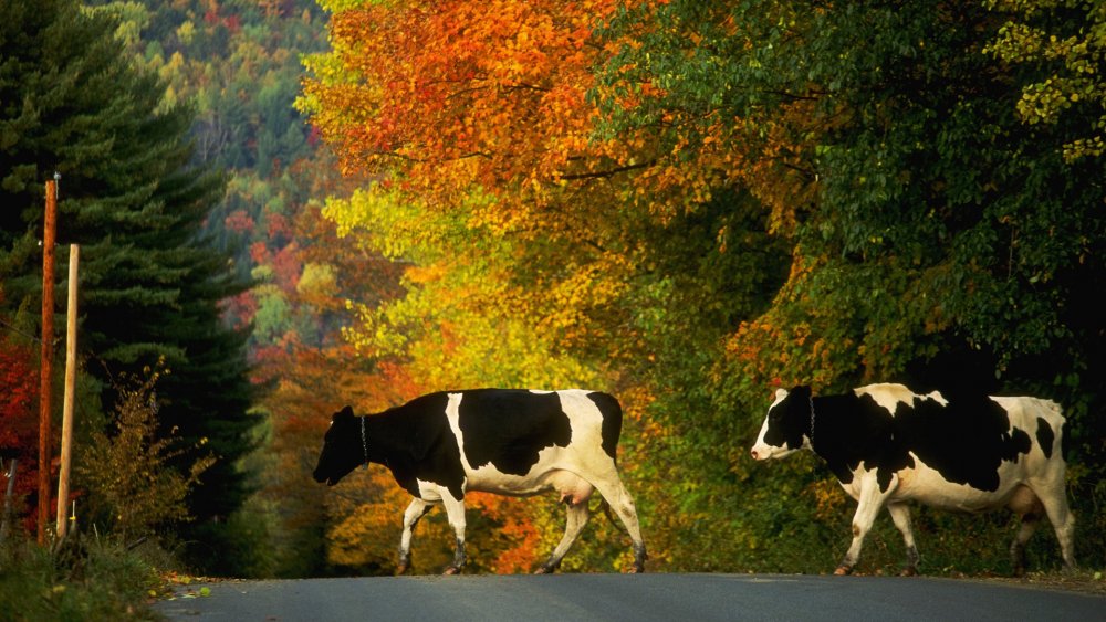 Осень деревня корова