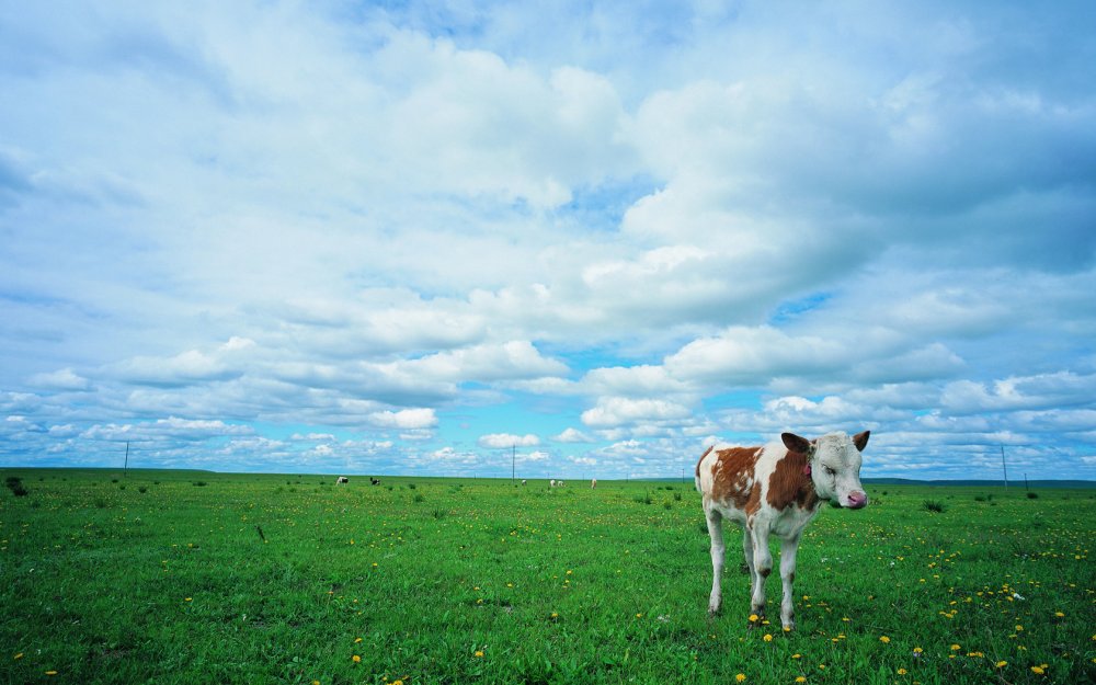 Коровы на лугу панорама