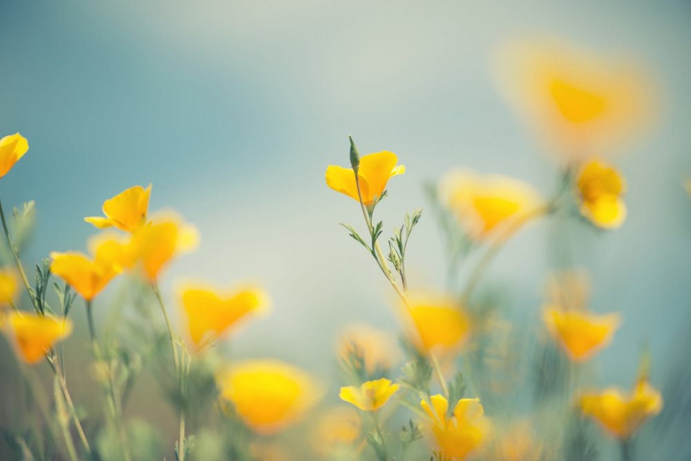 Красивые желтые цветы в природе