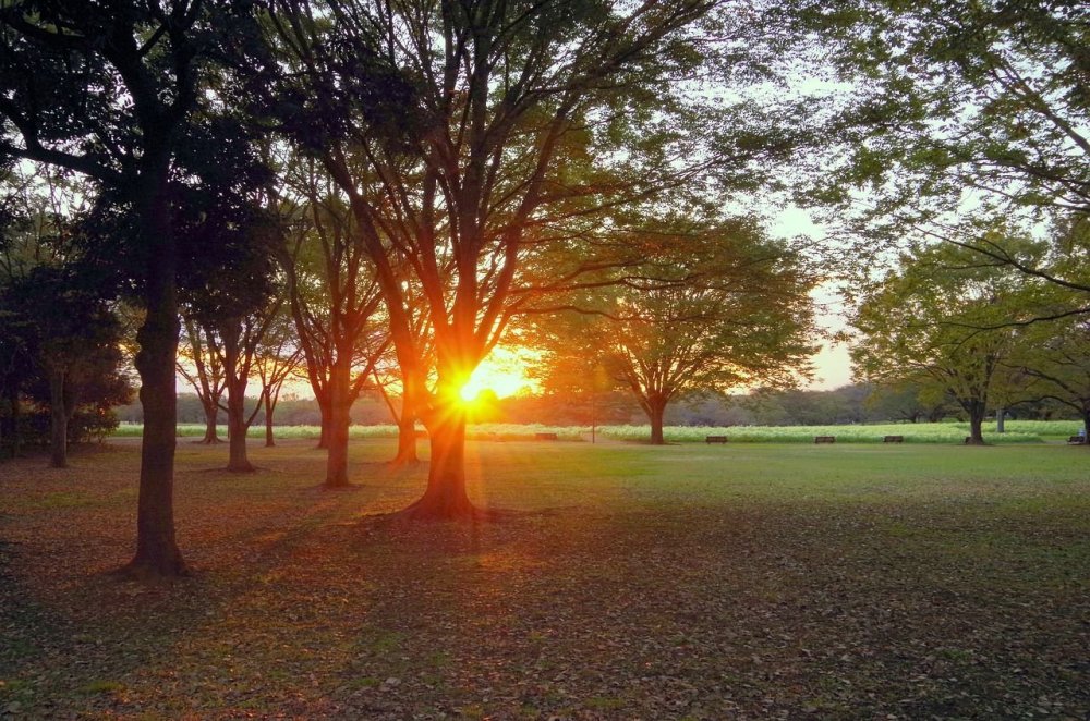 Солнце в парке