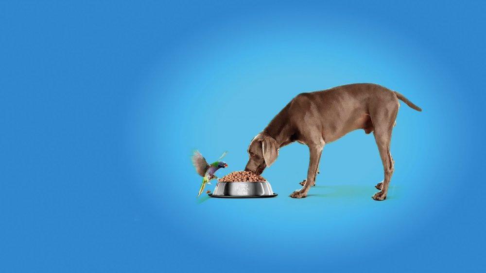 Креативная реклама корма для животных