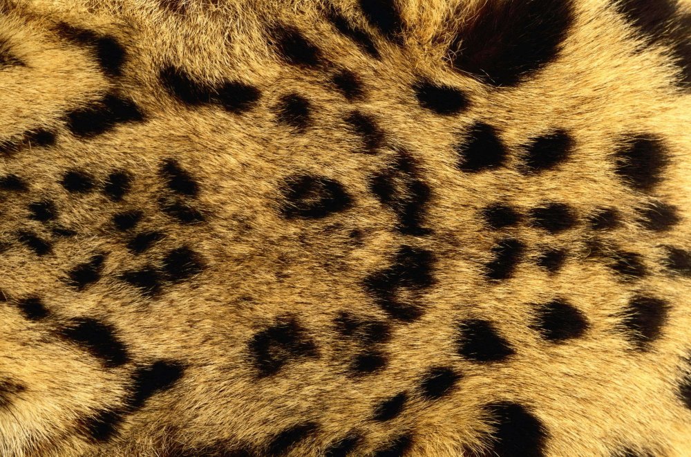 Леопардовая шерсть