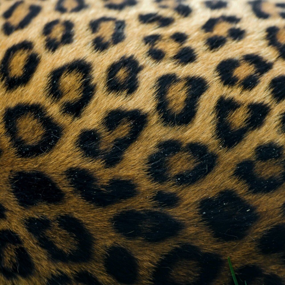 Леопард с зелеными пятнами