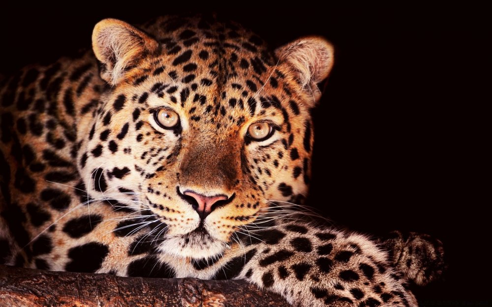 Леопард Мексас