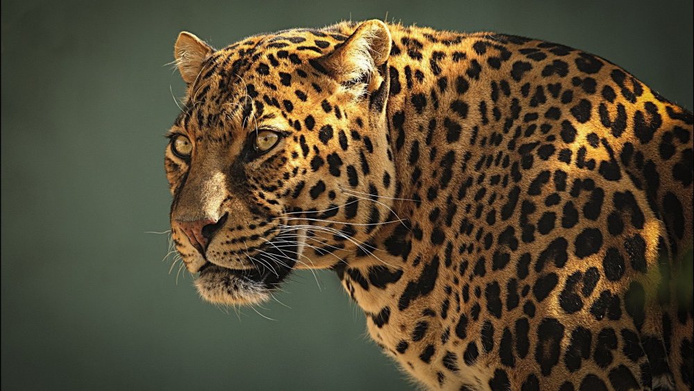 Леопард гепард Ягуар кошка