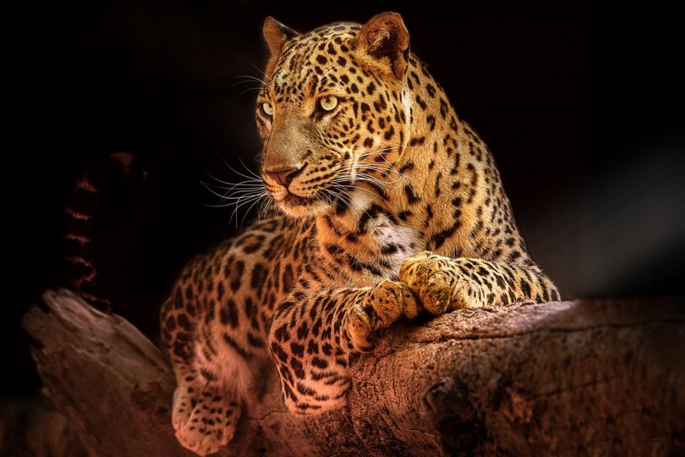 Красивые леопарды на заставку