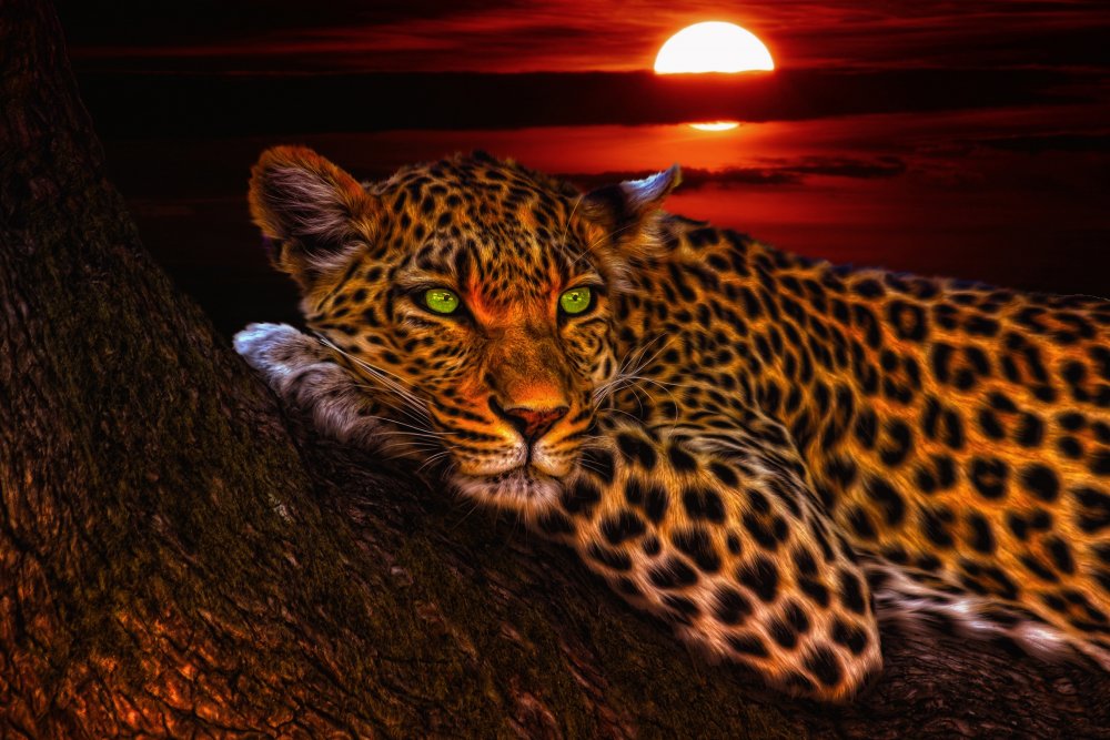 Леопард с зелеными глазами