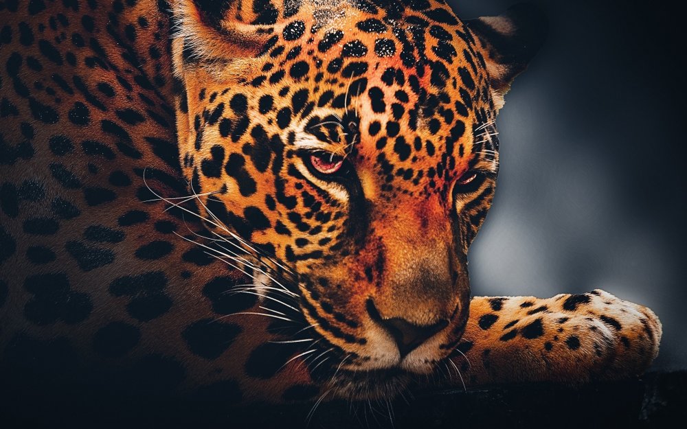 Оранжевый леопард