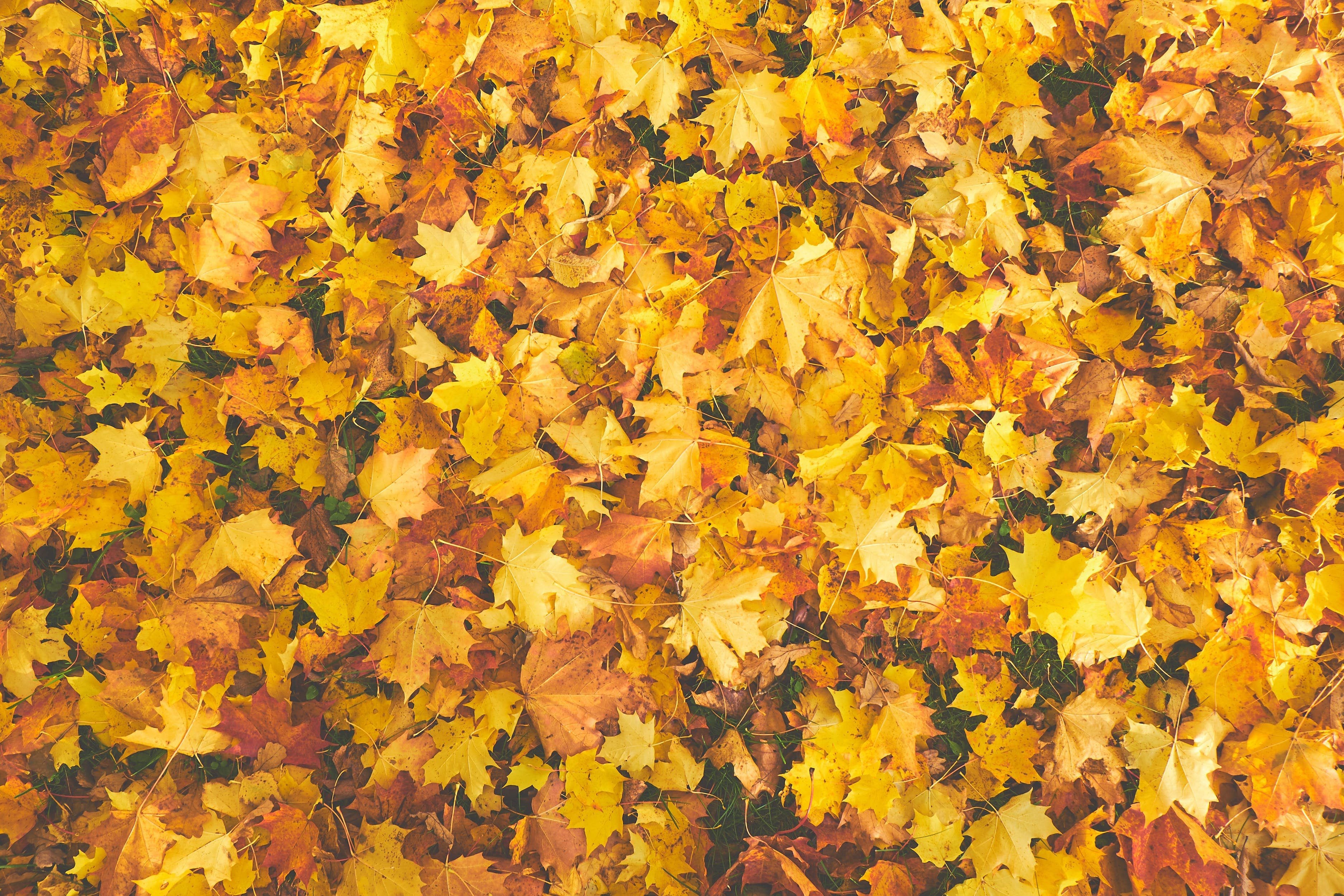 Fall отзывы. Осенний фон. Желтая листва. Осенние листья фон. Осенний ковер.