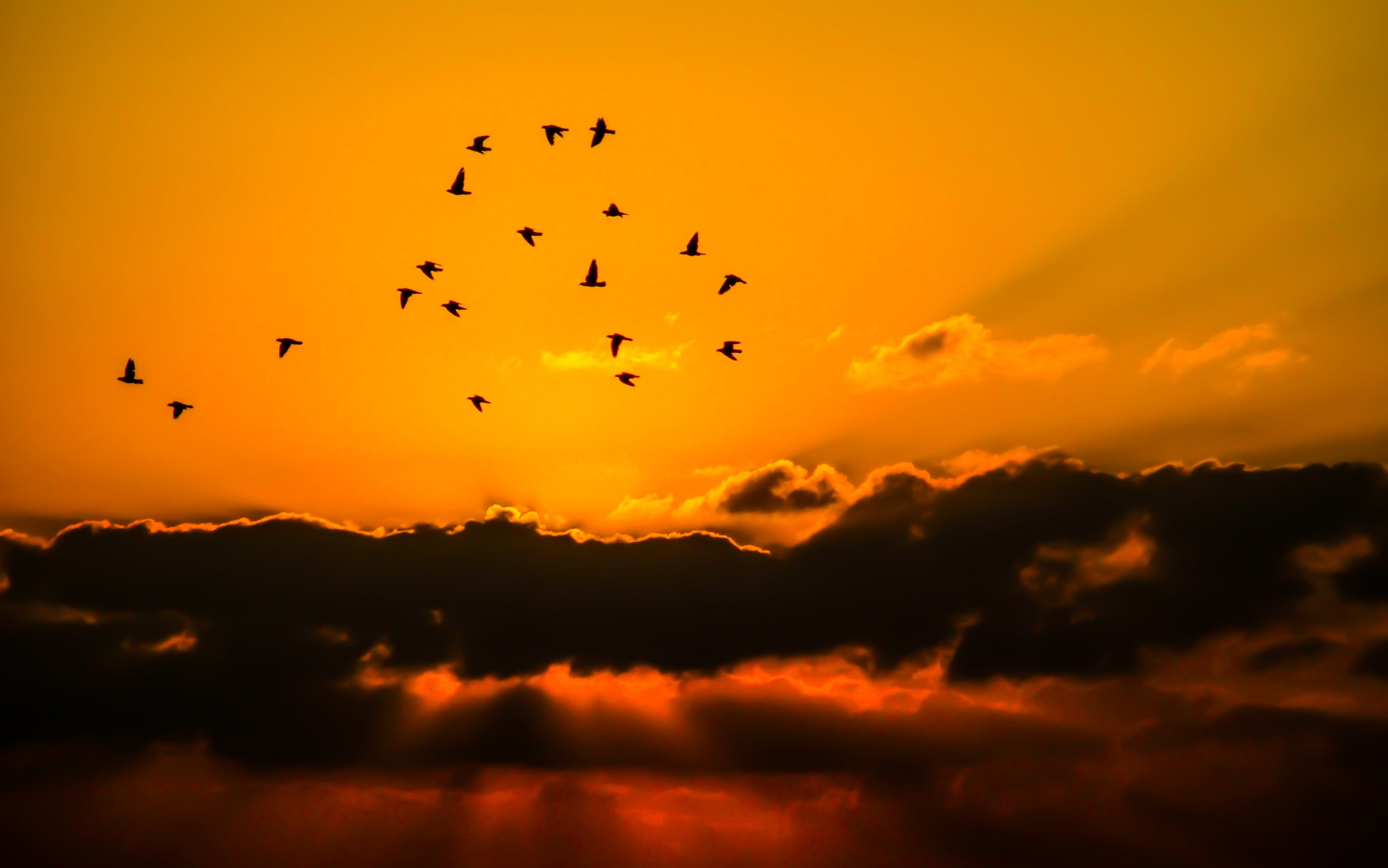 Песня солнце в небе птички пели. Птицы в небе. Стая птиц. Силуэты птиц в небе. Птицы в небе картинки.