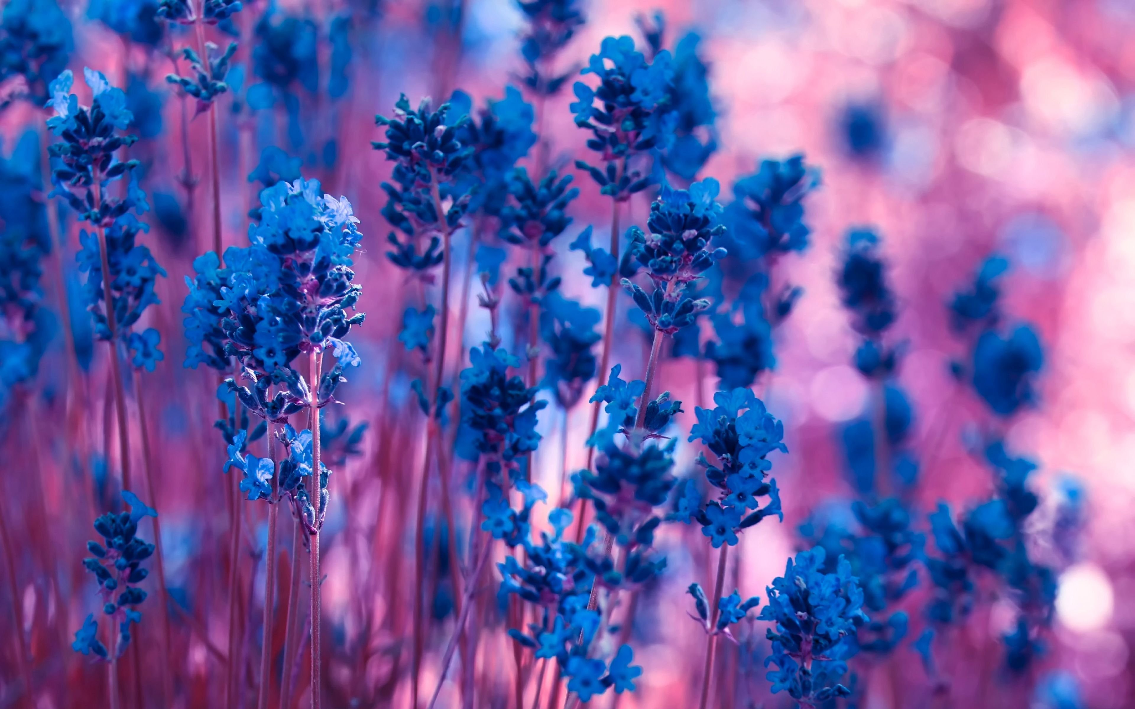 Розово голубые картинки. Сине фиолетовые цветы. Синяя природа. Синие растения. Голубые цветы.