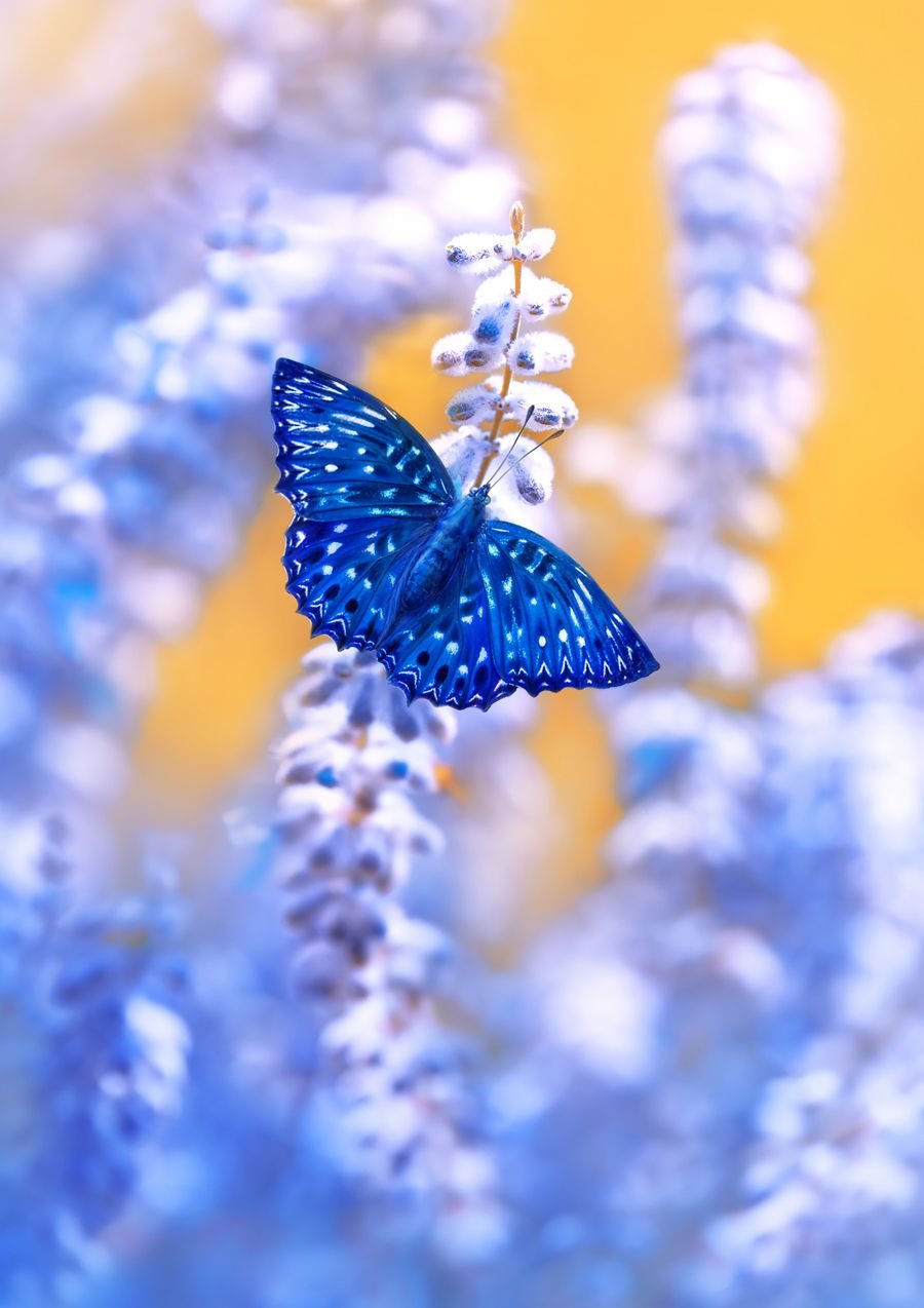 Голубой цвет в природе