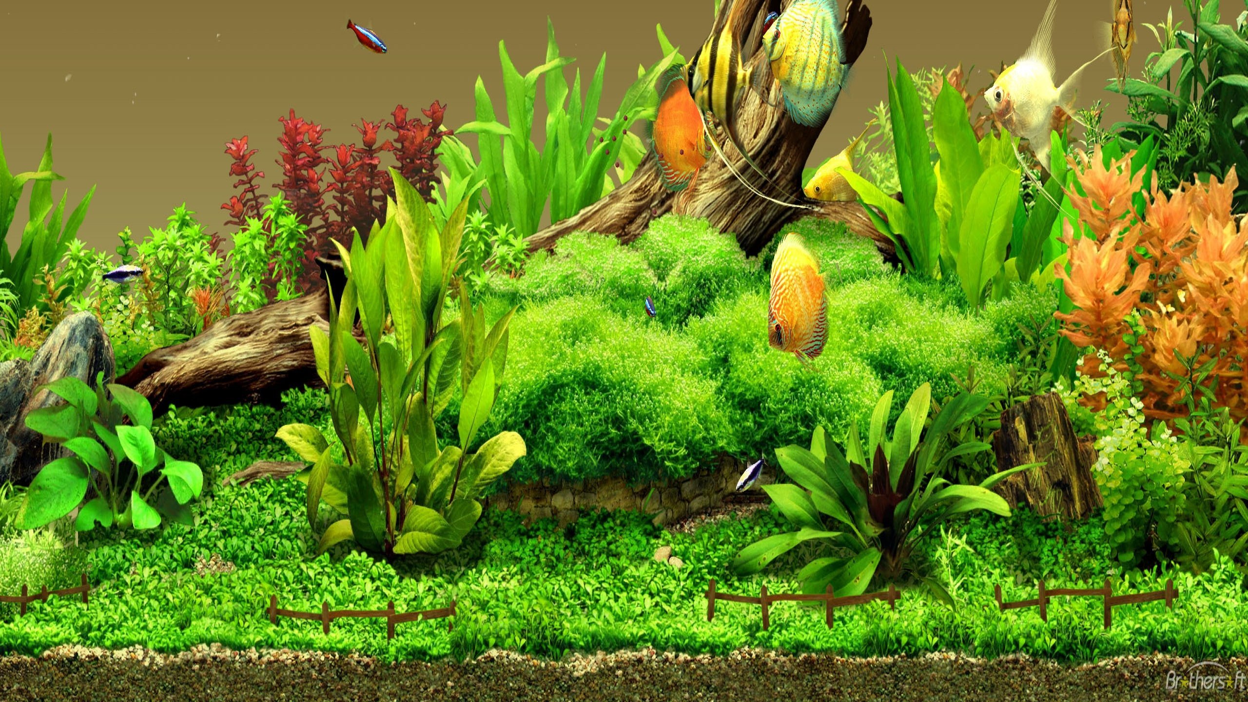Живые аквариумы на телефон. Живой аквариум. Красивый фон для аквариума. Красивые аквариумы с растениями. Красивые рыбки для аквариума.
