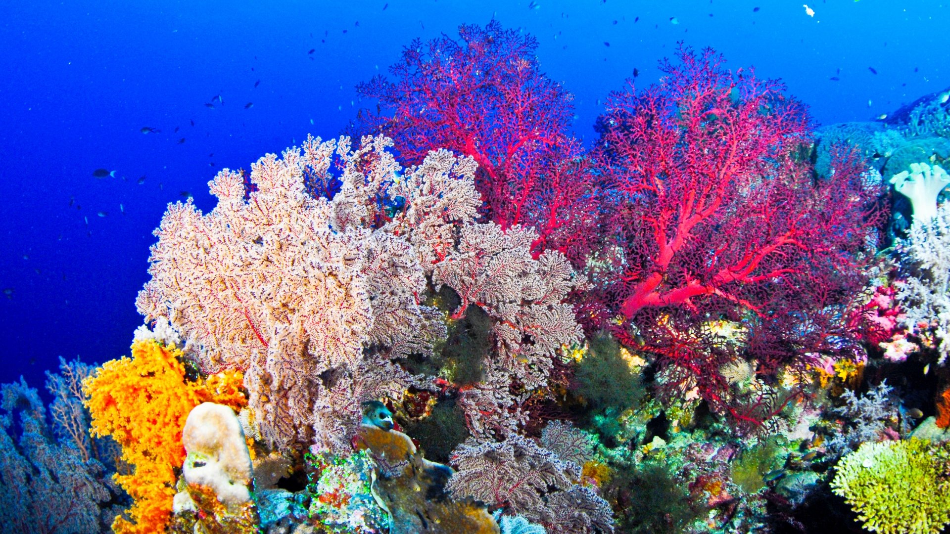Coral video. Водоросли кораллового рифа. Рас Мохаммед коралловые рифы. Риф Шарм-Эль-Шейх. Коралловые рифы в шармаль Шейхе.