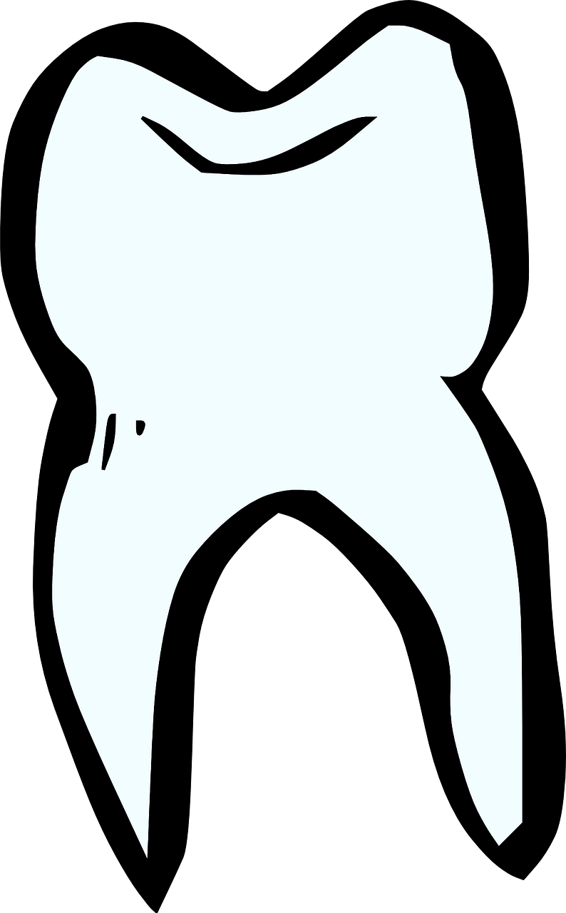 Иллюстрации зубов