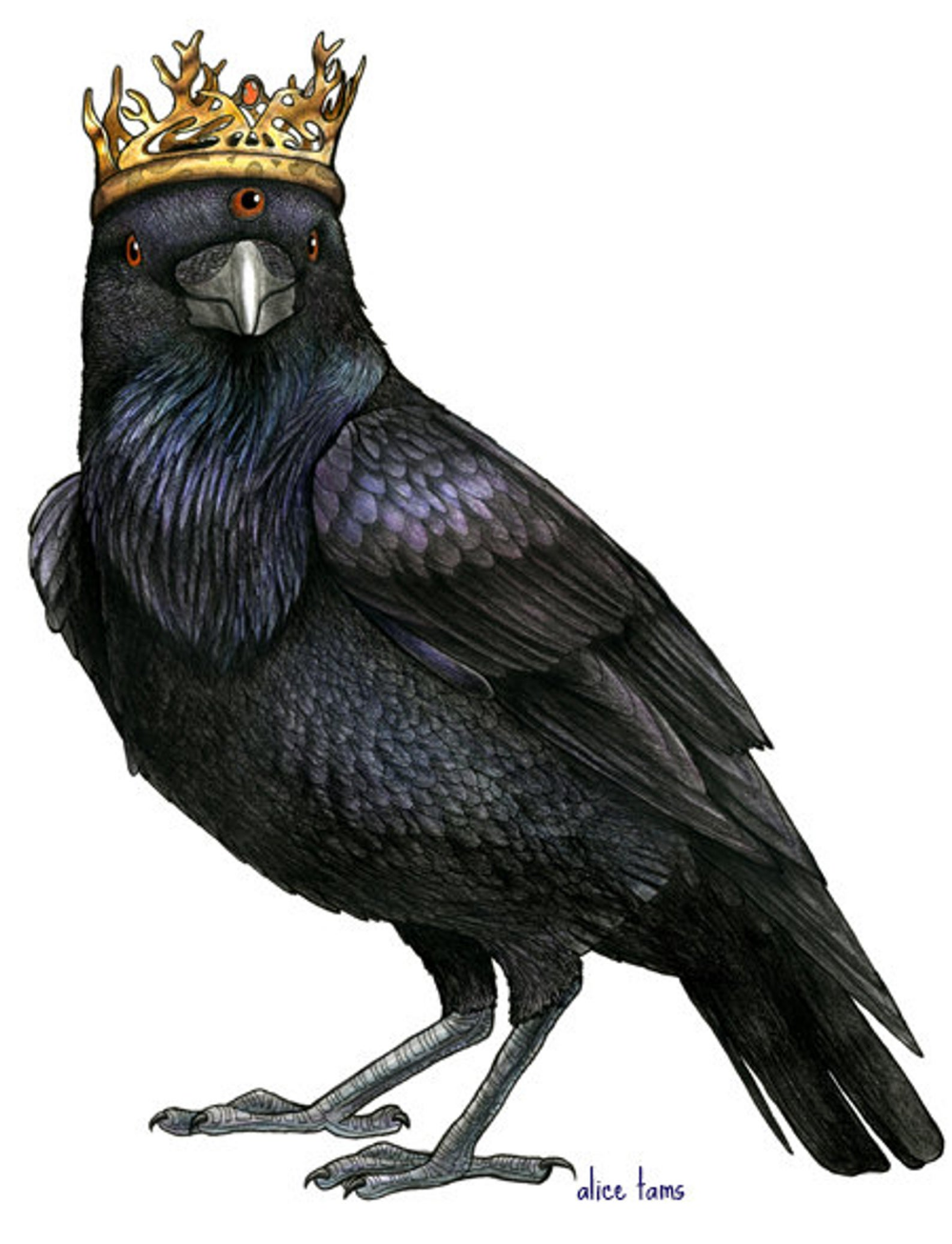 Черный мудрый. Ворона с короной. Птица с короной. Ворон в короне. Ворона с короной на голове.