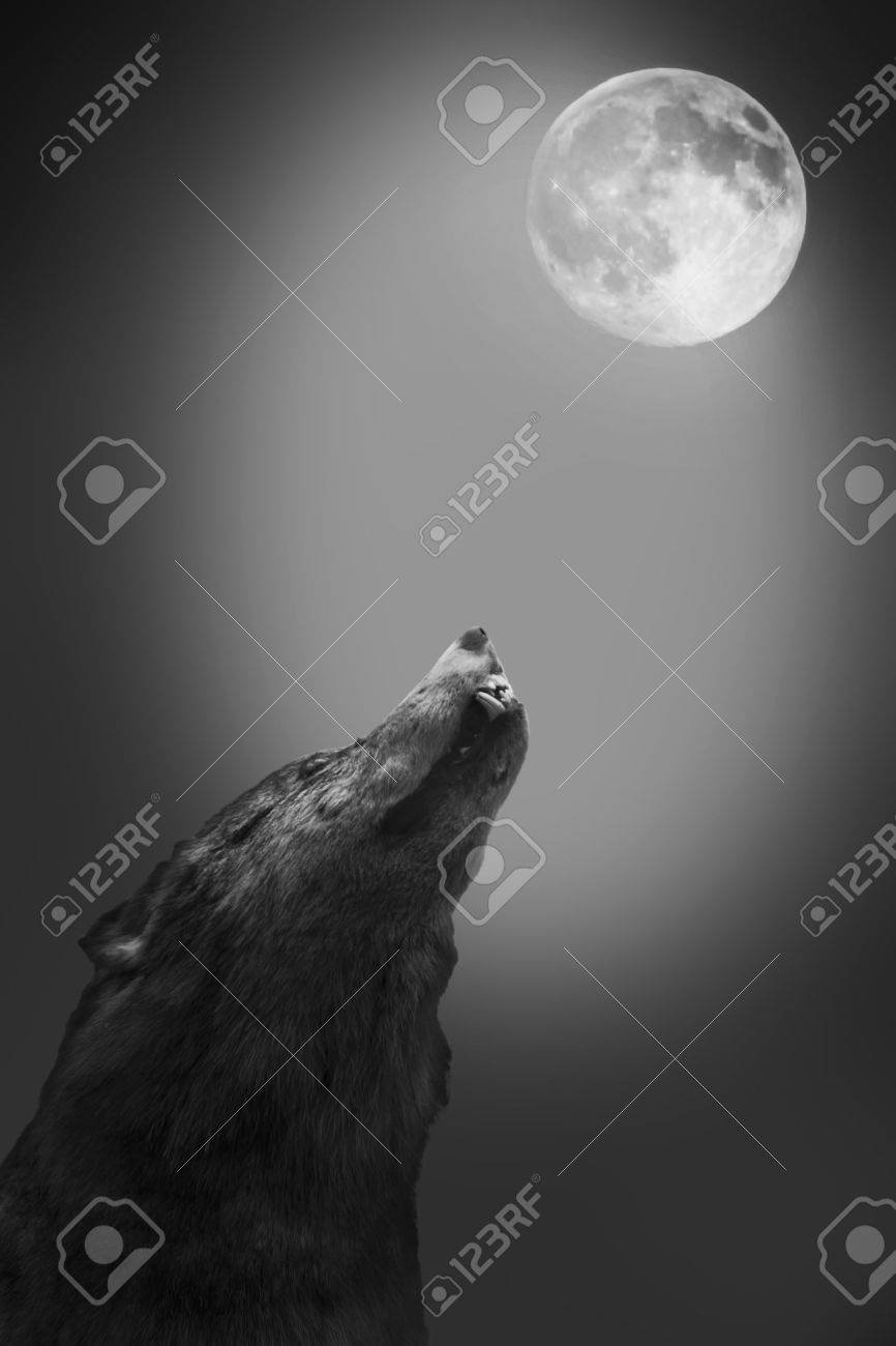 Волк воет на луну референсы